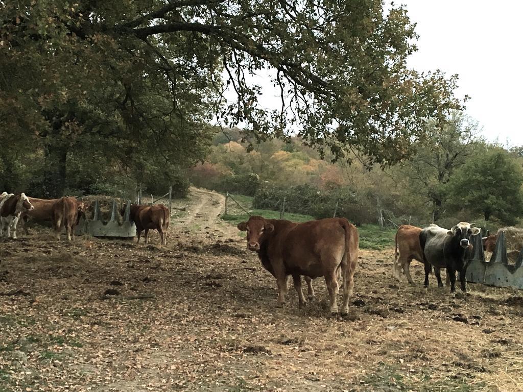 Agriturismo Mandrioli 普拉托韦基奥 外观 照片