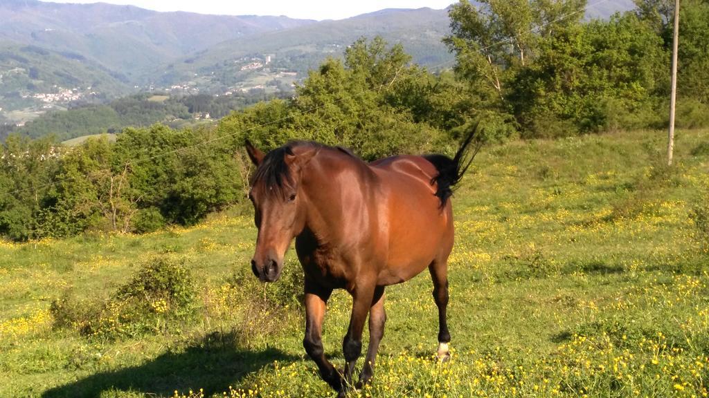 Agriturismo Mandrioli 普拉托韦基奥 外观 照片